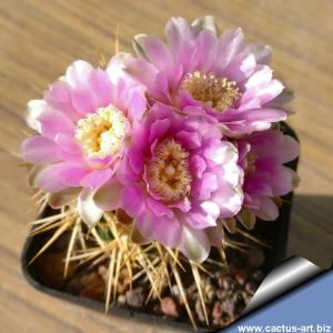 Gymnocalycium neuhuberi (Pale spine form)