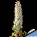 Orostachys sp.