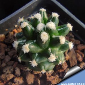 Escobaria missouriensis f. inermis ex Crista Roberts, Kansas - Arkansas, USA.