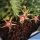 Huernia verekeri