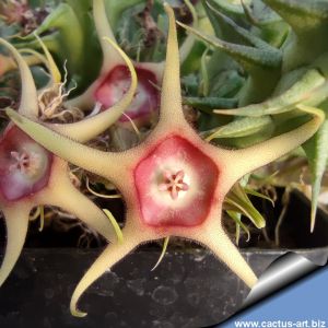 Huernia verekeri