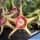 Huernia verekeri