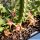 Huernia verekeri