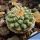 Strombocactus disciformis ssp. esperanzae VM291 Xichu, Guanajuato, Mexico