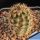 Echinocereus fitchii DJF1035.29 Starr County, Texas, USA