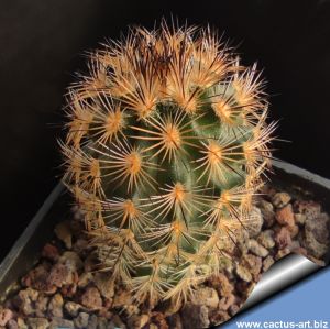 Echinocereus fitchii DJF1035.29 Starr County, Texas, USA