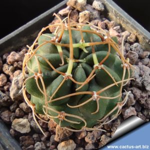 Lobivia pugionacantha v. cornuta MN757 Paichu, Tarija, Bolivia