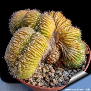 Lobivia sp. forma cristata