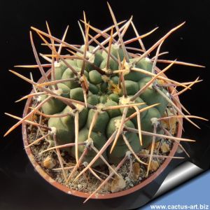 Gymnocalycium piltziorum