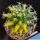 Mammillaria heyderi hybrid f. variegata