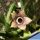 Orbea paradoxa