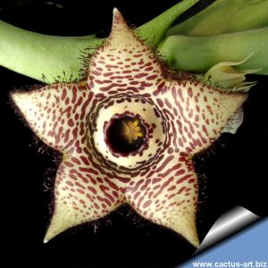 Orbea paradoxa