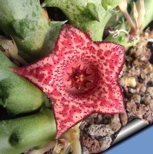 Huernia cv. ROSE CHERRY