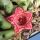 Huernia cv. ROSE CHERRY