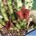 Huernia cv. ROSE CHERRY