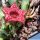 Huernia cv. ROSE CHERRY