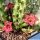 Huernia cv. ROSE CHERRY