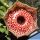 Huernia erectiloba