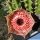 Huernia erectiloba