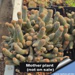 Lobivia famatimensis v. bonnieae f. prolifera