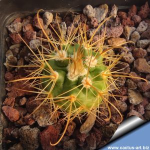 Parodia fulvispina v. brevihamata TB215.2 Isque, Potosi, Bolivia