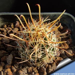 Sclerocactus whipplei busekii SB1086 Coconino County, Arizona, USA
