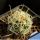Sclerocactus whipplei busekii SB1086
Coconino County, Arizona, USA