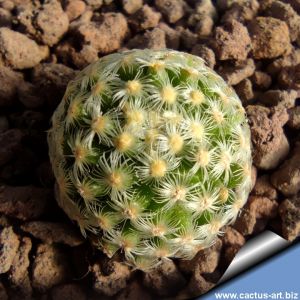 Mammillaria saboae ssp. goldii Nacozari, Sonora, Mexico