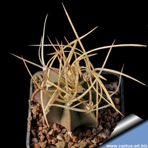 Astrophytum capricorne v. crassispinum "Pale spines type"