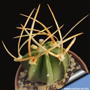 Astrophytum capricorne v. crassispinum "Pale spines type"