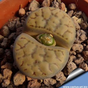 Lithops bromfieldii C348 20km East of Upington, Cape Province, South Africa