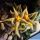 Piaranthus punctatus