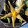 Piaranthus punctatus