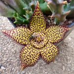Orbea speciosa x variagata