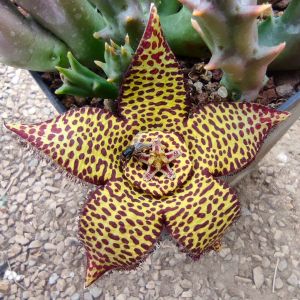 Orbea speciosa x variegata