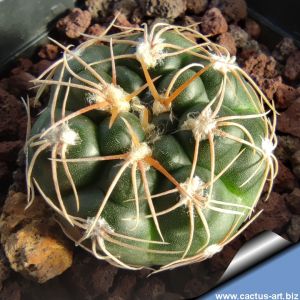 Gymnocalycium capillaense MN75 Capilla del Monte, Cordoba, Argentina