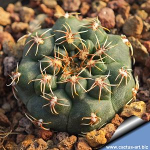 Gymnocalycium papschii CH1285 East of San Javier, Cordoba, Argentina 1222m
