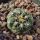 Gymnocalycium papschii CH1285 East of San Javier, Cordoba, Argentina 1222m