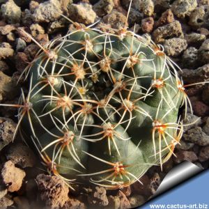 Gymnocalycium papschii CH1285 East of San Javier, Cordoba, Argentina 1222m