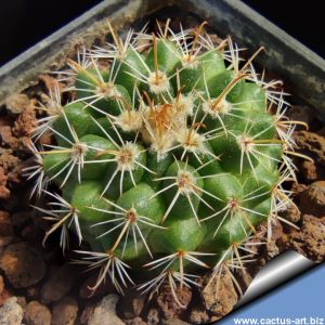 Parodia tuberculata aff KAS 834.1