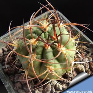 Acanthocalycium hovenii WR1013 Cafayate-Alemania, E Santa Barbara, 1520 m, Argentina