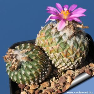Encephalocarpus strobiliformis Dr. Arroyo Nuevo Leon, Mexico