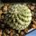 Encephalocarpus strobiliformis Dr. Arroyo Nuevo Leon, Mexico