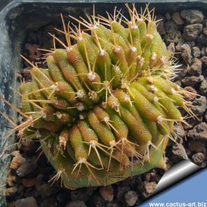 Uebelmannia menensis f. cristata