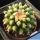 Echinocactus grusonii x Ferocactus "BREVISPINUS/INERMIS" (Hybrid)