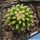 Echinocactus grusonii x Ferocactus "BREVISPINUS/INERMIS" (Hybrid)