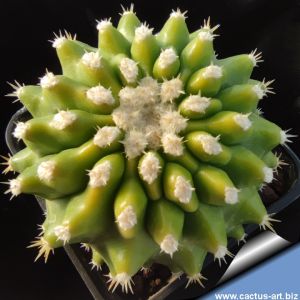 Echinocactus grusonii x Ferocactus "BREVISPINUS/INERMIS" (Hybrid)