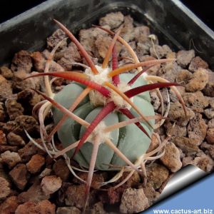 Echinocactus horizonthalonius Carillo, Chihuahua, Mexico