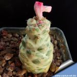 Monadenium ritchiei ssp. nymbayense f. variegata
