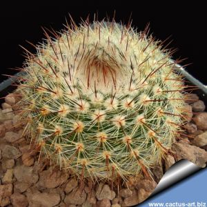 Notocactus scopa hybrid